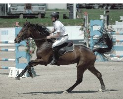 jumper Chestello (Hanoverian, 2004, from Contendro I)