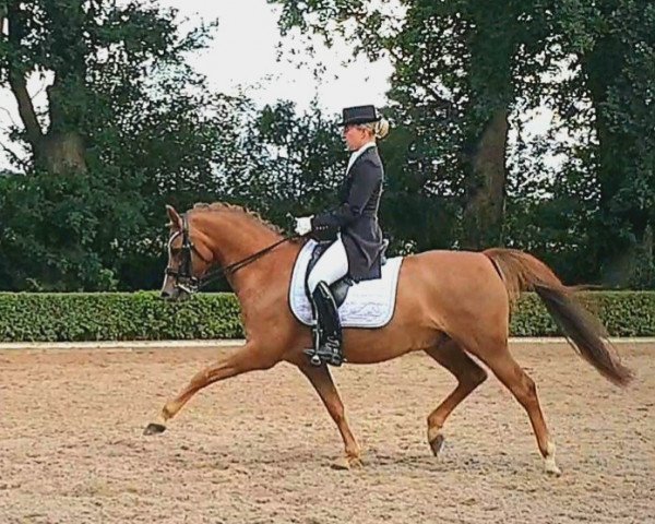 dressage horse Belisaro (German Riding Pony, 2011, from Best Boy)