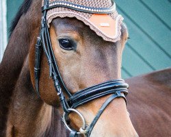 dressage horse Top Deal 3 (Swedish Warmblood, 2016, from Top Gear)