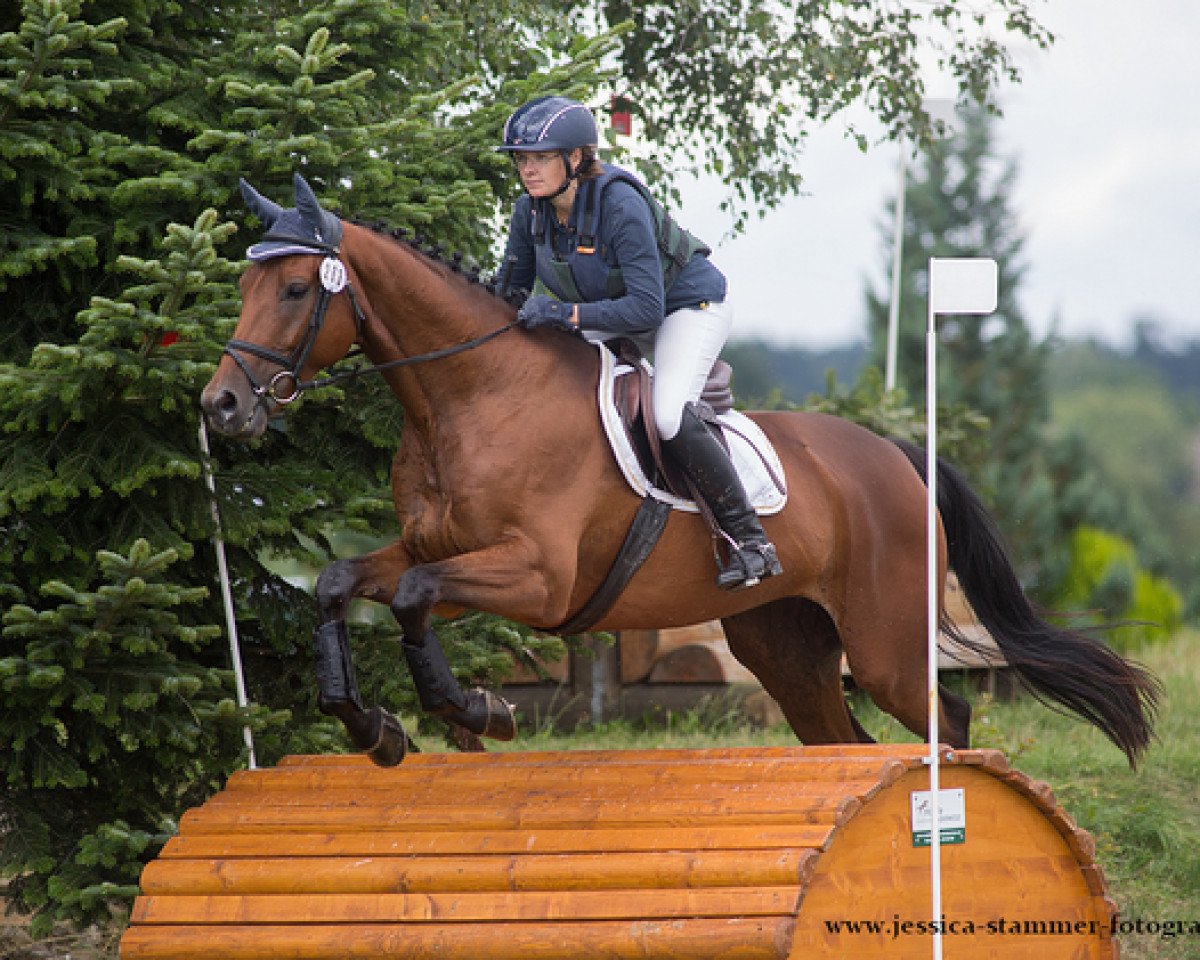 dressage horse Tuxedo 2 (Trakehner, 2011, from Laurel)