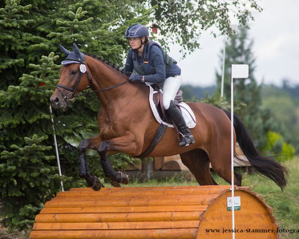 jumper Tuxedo 2 (Trakehner, 2011, from Laurel)