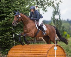 dressage horse Tuxedo 2 (Trakehner, 2011, from Laurel)