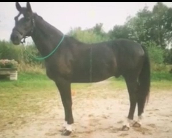 Pferd Ramiro (Trakehner, 1981, von Carino)