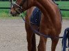 dressage horse Ser Tagarius (German Warmblood, 2016, from Sir Heinrich OLD)