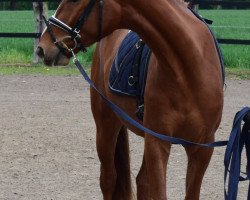 dressage horse Ser Tagarius (Deutsches Reitpferd, 2016, from Sir Heinrich OLD)