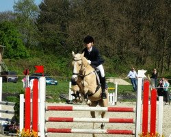 jumper Doublejoy (German Riding Pony, 2004, from Dornik B)