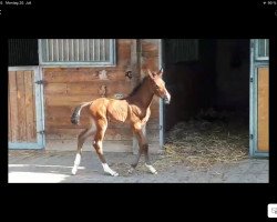 Springpferd Cullido (Österreichisches Warmblut, 2020, von Cullinan du Borget B)