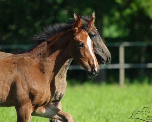 broodmare Fantastische Edoste (Oldenburg, 2020, from Jameson Rs2)