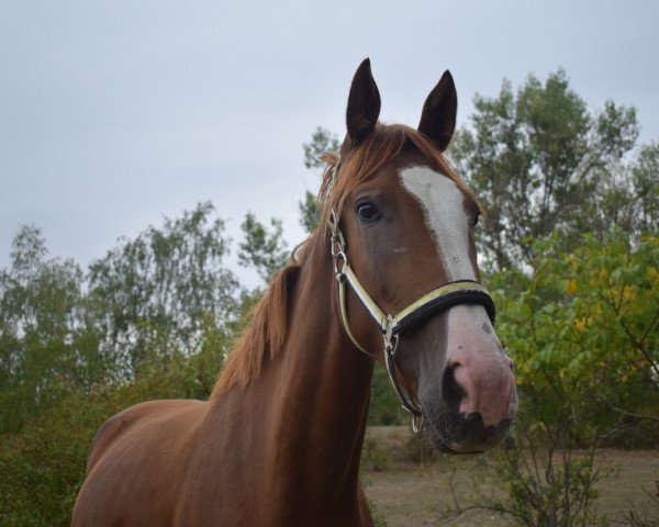 jumper Heaven 55 (German Sport Horse, 2015, from L'Ami)