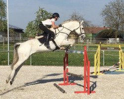 jumper Kiss me 31 (German Sport Horse, 2009, from Kaiserwind)