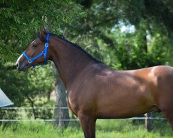 dressage horse Captain Manni (Oldenburg, 2015, from Coal Diamond)