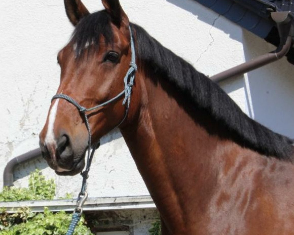 jumper Caesar (Pinto with riding horses pedigree, 2012, from Celebration AS)