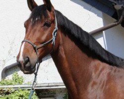 jumper Caesar (Pinto with riding horses pedigree, 2012, from Celebration AS)