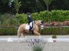 dressage horse Golden Unicorn (German Riding Pony, 2015, from Golden West NRW)