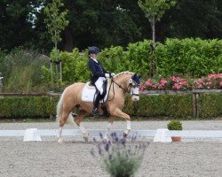 dressage horse Golden Unicorn (German Riding Pony, 2015, from Golden West NRW)