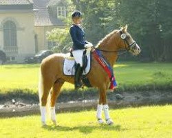 stallion Tackmann's Macchiato (German Riding Pony, 2013, from FS Mr. Right)