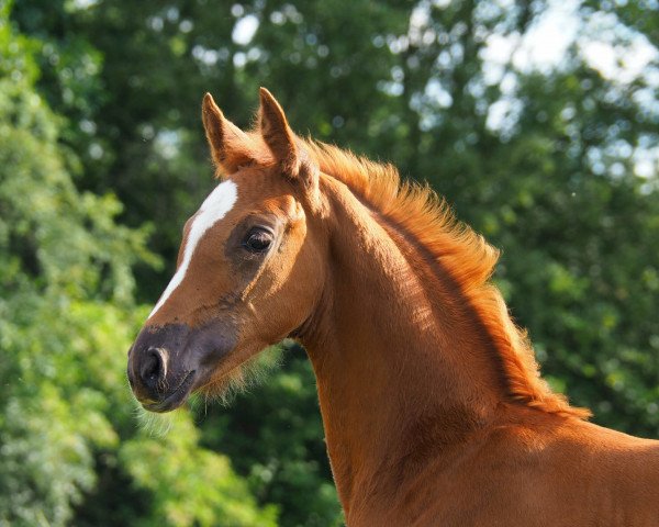 dressage horse Diva Caramel (Oldenburg, 2020, from Blue Hors Zen)