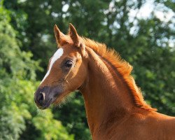 dressage horse Diva Caramel (Oldenburg, 2020, from Zen)