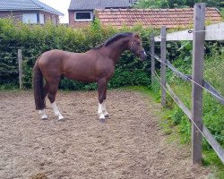 Dressurpferd Pep Guardiola W (Deutsches Reitpony, 2016, von Pinocchio S.w.)