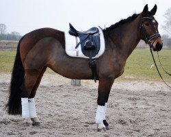 broodmare Irga 3 (Polish Warmblood, 2008, from Protest)