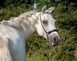 horse Carmana's black diamond (Welsh-Pony (Section B), 1997, from Carmana's Black Boy)