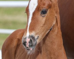 Dressurpferd Top's Diamond (Deutsches Sportpferd, 2020, von Birkhof's Topas FBW)