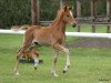 Dressurpferd Dandy Red (Deutsches Reitpony, 2020, von Dallmayr K)