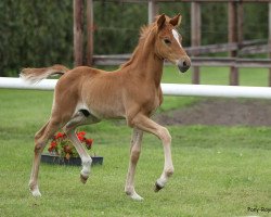 Dressurpferd Dandy Red (Deutsches Reitpony, 2020, von Dallmayr K)