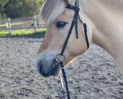 horse Sjurgards Vinjar (Fjord Horse, 2010, from Sletnes Snerten N.2613)