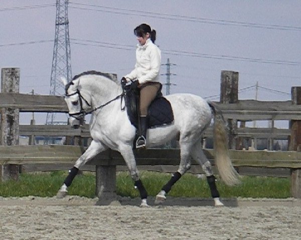 stallion Engreido Quin (Pura Raza Espanola (PRE), 1999, from Acerado)