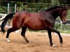 horse Out-Break's Pride (German Riding Pony, 2007, from Out-Break)