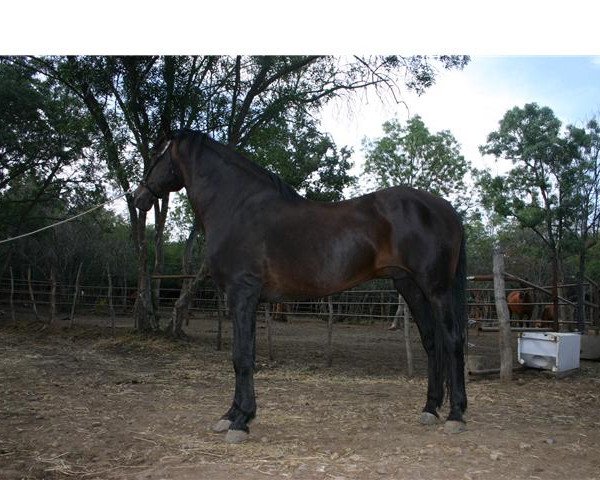 stallion Acerado (Pura Raza Espanola (PRE), 1981, from Gemelo II)
