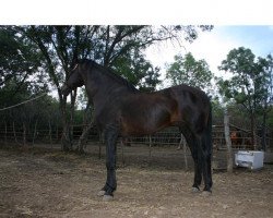 Deckhengst Acerado (Pura Raza Espanola (PRE), 1981, von Gemelo II)