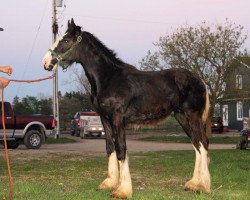 horse Roblea Major Enhancer (Clydesdale, 2017, from Cal-Eden Major Blue)