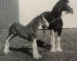 broodmare Riverview Ideal Ruby (Clydesdale, 1971, from Riverview Benefactor Ideal)