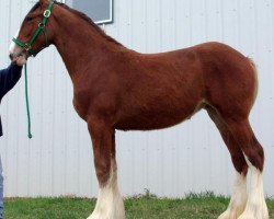 horse Riverside Zoey (Clydesdale, 2015, from Hewal Benefactor)