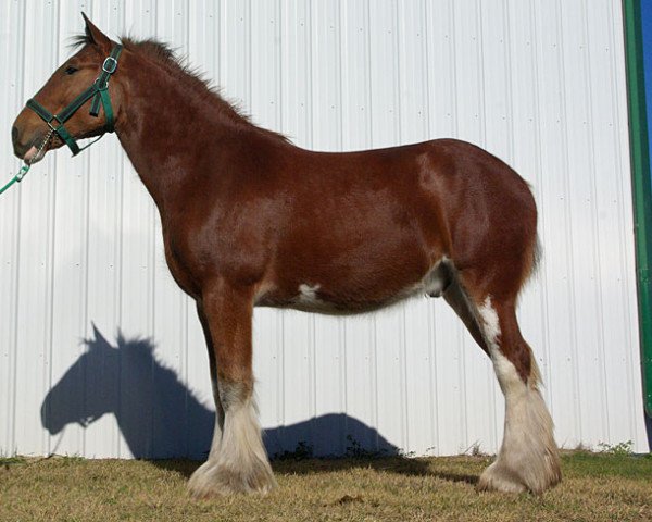 horse Riverside Sir William (Clydesdale, 2013, from Riverside Sir Crown Royal)