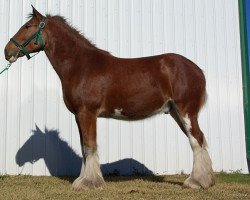 horse Riverside Sir William (Clydesdale, 2013, from Riverside Sir Crown Royal)