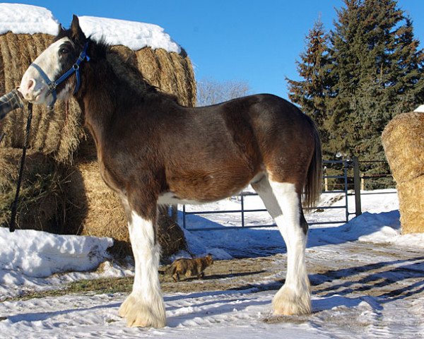 Pferd Riverside Riley (Clydesdale, 2012, von Hewal Midnight Brown Bowler)