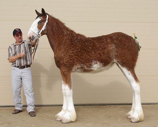 broodmare Riverside Royal Blossom (Clydesdale, 2013, from Riverside Sir Crown Royal)