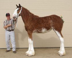 Zuchtstute Riverside Royal Blossom (Clydesdale, 2013, von Riverside Sir Crown Royal)