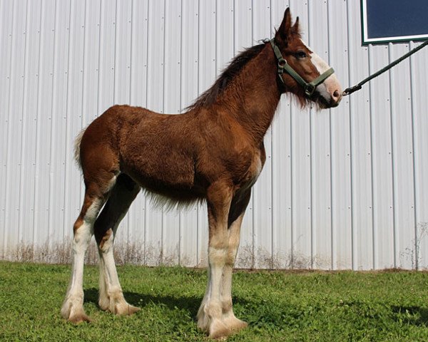 Pferd Riverside Rambo (Clydesdale, 2017, von Boulder Bluff PH Ben)