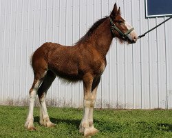 horse Riverside Rambo (Clydesdale, 2017, from Boulder Bluff PH Ben)