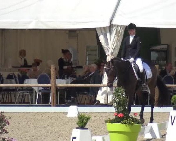 Holtkämper Dressurtage 2015