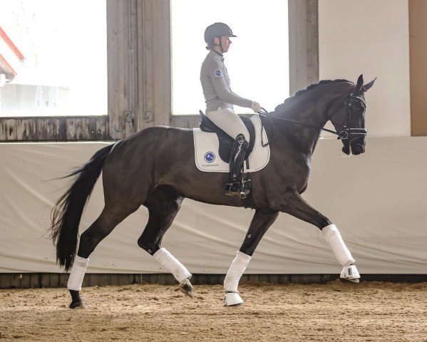 Pferd Madonna Miia (Deutsches Sportpferd, 2014, von Metteur)