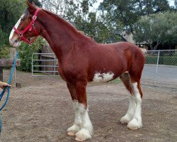 Pferd Riverside Polar Ice Man (Clydesdale, 2013, von North Country Limited Edition)