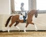 dressage horse Baldassarre (Westphalian, 2014, from Brisbane)