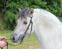 broodmare Jula (Fjord Horse, 2012, from Kristofferson)