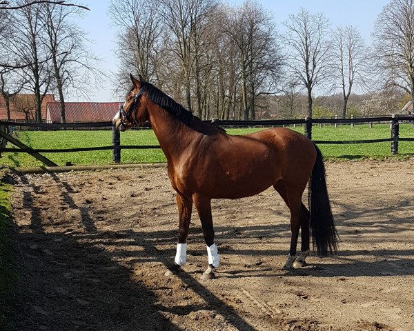 dressage horse Viserius (German Riding Pony, 2016, from Top Vidal)