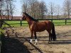 dressage horse Viserius (German Riding Pony, 2016, from Top Vidal)